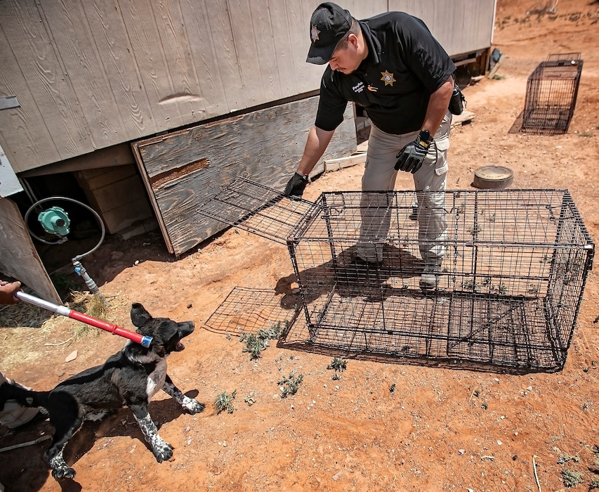 (Jim Weber | Santa Fe New Mexican via AP) Navajo Nation Animal Control Officer Gregory Pahe resets a trap after capturing a young stray during a roundup of stray dogs in the small community of Sundance on the Navajo Nation reservation near Gallup, N.M., on June 15, 2021.