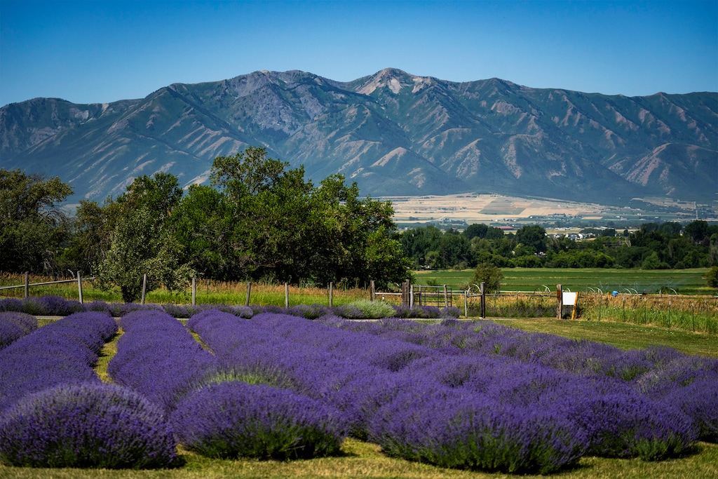 (Rick Egan| The Salt Lake Tribune) Lavender Apple Farm in Millville on Tuesday, July 8, 2025.

