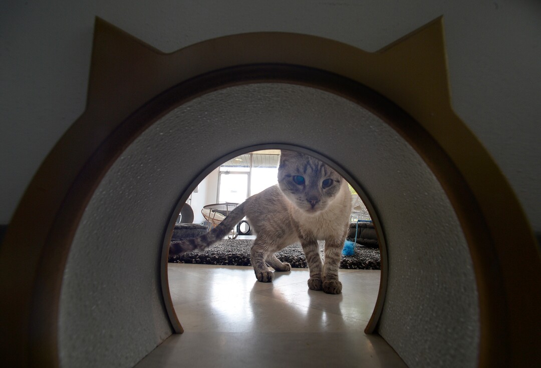 (Scott Sommerdorf   |  The Salt Lake Tribune)  A cat looks through the cat pass-through at Tinker’s Cat Cafe on 900 South in Salt Lake City on Thursday, Nov. 2, 2017.