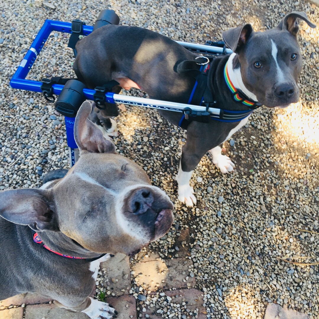 (Courtesy of Salt Lake County Animal Services)  Salt Lake County PAWlitical candidates Stevie & Lou
