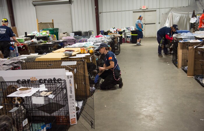 (Rachel Molenda | The Salt Lake Tribune) American Humane Society workers feed dogs at the Best Friends Animal Society shelter in Conroe, Texas, on Wednesday, Sept. 6, 2017.