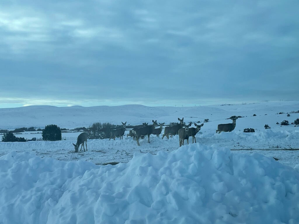 (Utah Division of Wildlife Resources) Wildlife officials fed thousands of mule deer this winter to help them survive northern  Utah’s record snowfall. Overwinter fawn survival was poor in some units, prompting DWR to reduce hunting tags this year.