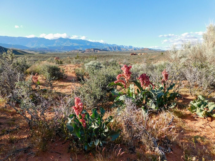 Erin Alberty  |  The Salt Lake Tribune

Dock flowers bloom April 1, 2017 near the Sand Cove primitive campground in the Red Cliffs Desert Reserve near Leeds.