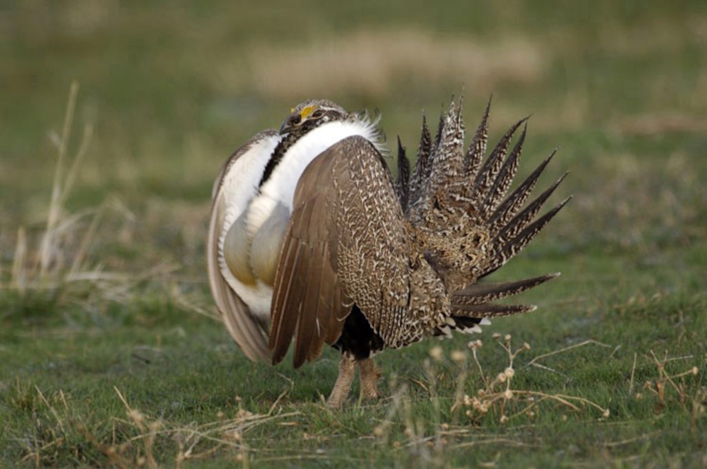 (Courtesy of Utah Division of Wildlife Resources) The federal Bureau of Land Management on Tuesday sold leases on three of nine parcels auctioned for oil and gas development west of Nephi — near Utah’s most imperiled population of greater sage grouse.