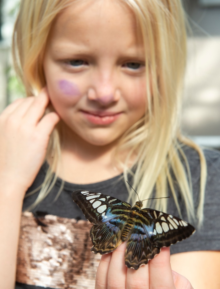 (Rick Egan  |  The Salt Lake Tribune)     
Elizabeth Prince, 7, examines a butterfly at the Butterfly Biosphere at Thanksgiving Point’s Water Tower Plaza in Lehi. Tuesday, Jan. 22, 2019.  The Butterfly Biosphere is home to more than a thousand butterflies from around the world.  