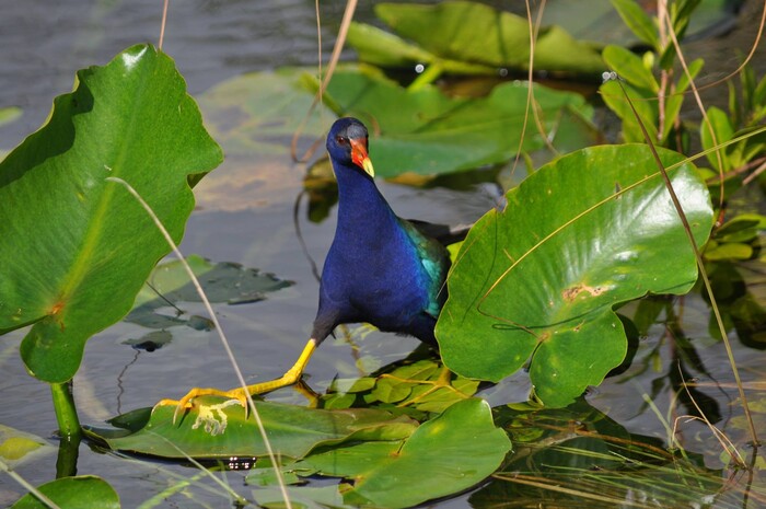 (Erin Alberty | The Salt Lake Tribune) A purple gallinule dances on a leaf Feb. 2, 2016 in Everglades National Park.