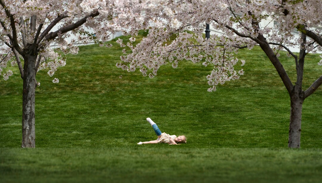 (Leah Hogsten  |  The Salt Lake Tribune) Thursday's sunshine and fresh air brought many visitors to the Capitol grounds to walk under the blossoming Yoshino cherry trees that line the .7 mile Memorial Walkway encircling Capitol Hill, April 9, 2020.