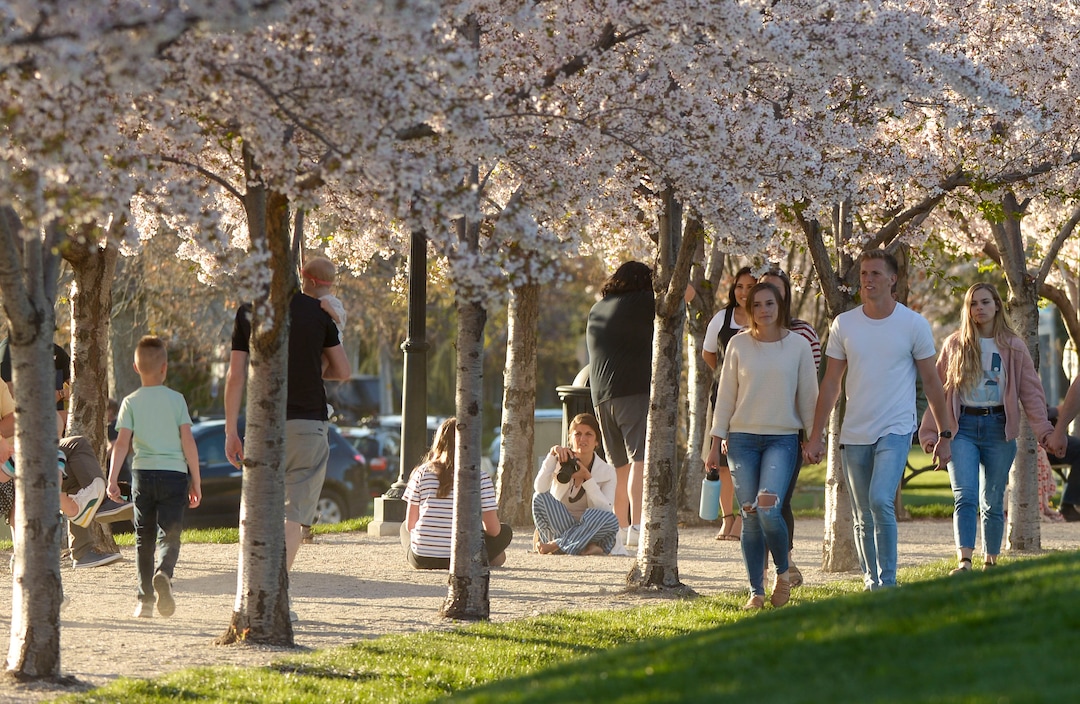 (Leah Hogsten  |  The Salt Lake Tribune) Friday's sunshine and fresh air brought many visitors to the Capitol grounds to walk under the blossoming Yoshino cherry trees that line the .7 mile Memorial Walkway encircling Capitol Hill, April 10, 2020.