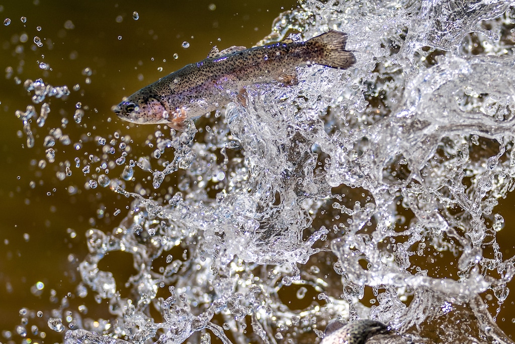 (Trent Nelson | The Salt Lake Tribune) Rainbow trout are put into Smith and Morehouse Reservoir by Utah's Division of Wildlife Resources on Tuesday, June 21, 2022. Last year’s extreme drought conditions have led Utah officials to consider how hot temperatures and less water could kill fish throughout the state.