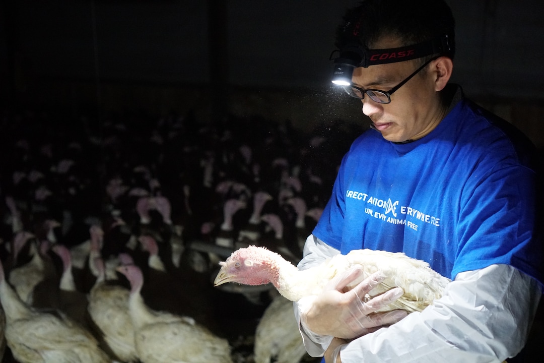 (Courtesy Wayne Hsiung)  Turkeys are seen at a Norbest farm near Moroni, Utah. The photos were taken by activists from Direct Action Everywhere.