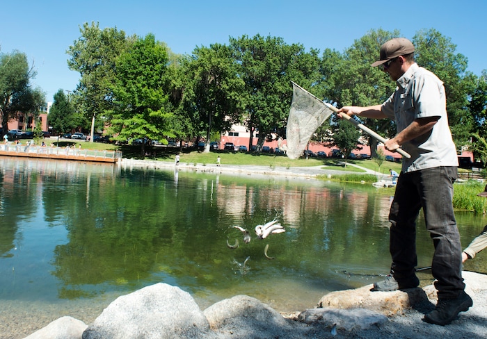 (Rick Egan  |  The Salt Lake Tribune)       Brennan Hannifin, assistant supervisor at Springville Fish Hatcher, stocks miss in Fairmont Park Pond, after the grand reopening celebration, Wednesday, June 27, 2018.