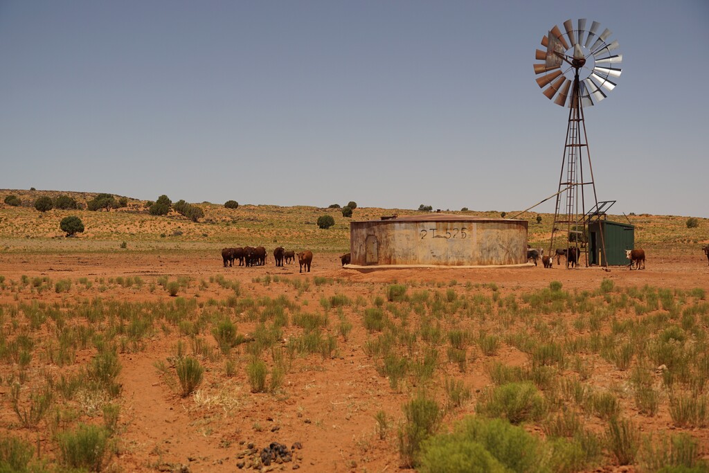 (Zak Podmore | Tribune file photo) Livestock congregate around a windmill-powered water well on Piute Mesa south of Lake Powell on July 1, 2020.