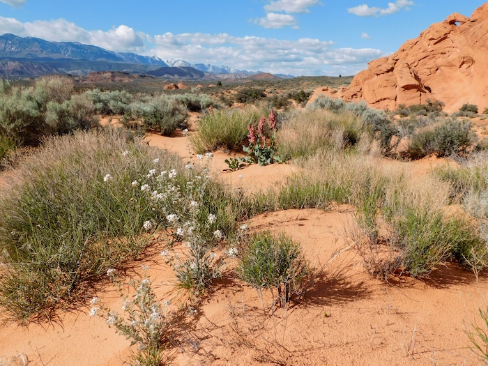 Erin Alberty  |  The Salt Lake Tribune

Spectacle pod and dock bloom April 1, 2017 near the Sand Cove primitive campground in the Red Cliffs Desert Reserve near Leeds.