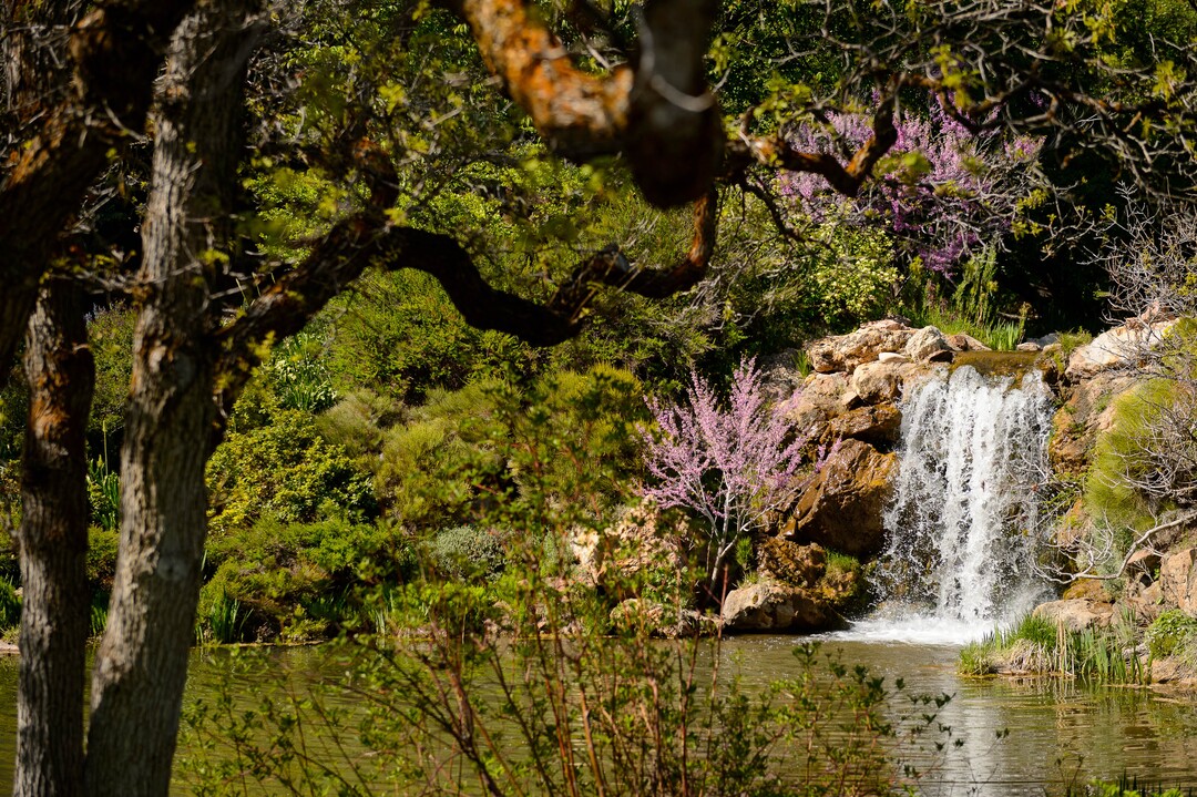 (Trent Nelson | The Salt Lake Tribune) Red Butte Garden in Salt Lake City on Wednesday, May 6, 2020.