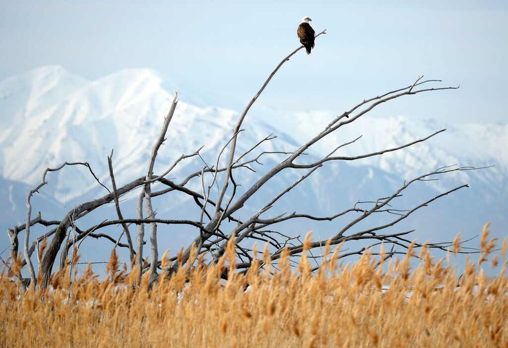 (Al Hartmann  |  Tribune file photo)  A bald eagle takes a perch on the only tree snag for miles overlooking the wetlands of Farmington Bay.