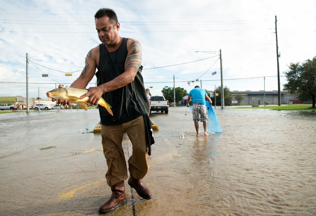(Jay Janner/Austin American-Statesman file photo via AP) In this Aug. 29, 2017, file photo, Javier (no last name given) catches a carp in the middle of Brittmoore Park Drive in west Houston after the Addicks Reservoir overflowed due to days of heavy rain after Hurricane Harvey. On average, during the past 30 years there have been more major hurricanes (those with winds of more than 110 mph), they have lasted longer and they produced more energy than the previous 30 years, according to an Associated Press analysis of storm data.