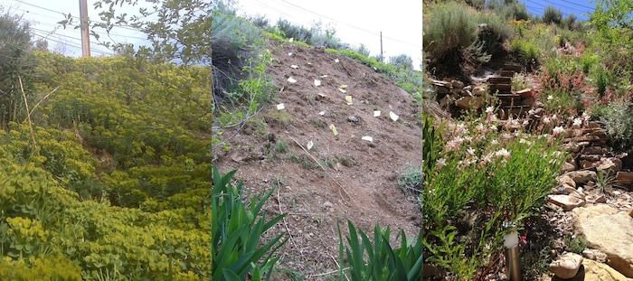 (Erin Alberty | The Salt Lake Tribune) Starting in 2010, reporter Erin Alberty and her husband eradicated a carpet of invasive Myrtle Spurge from their backyard in Salt Lake City, and replaced it with a garden of plants from the American West. Here are  images of the same site from 2010 to 2013.