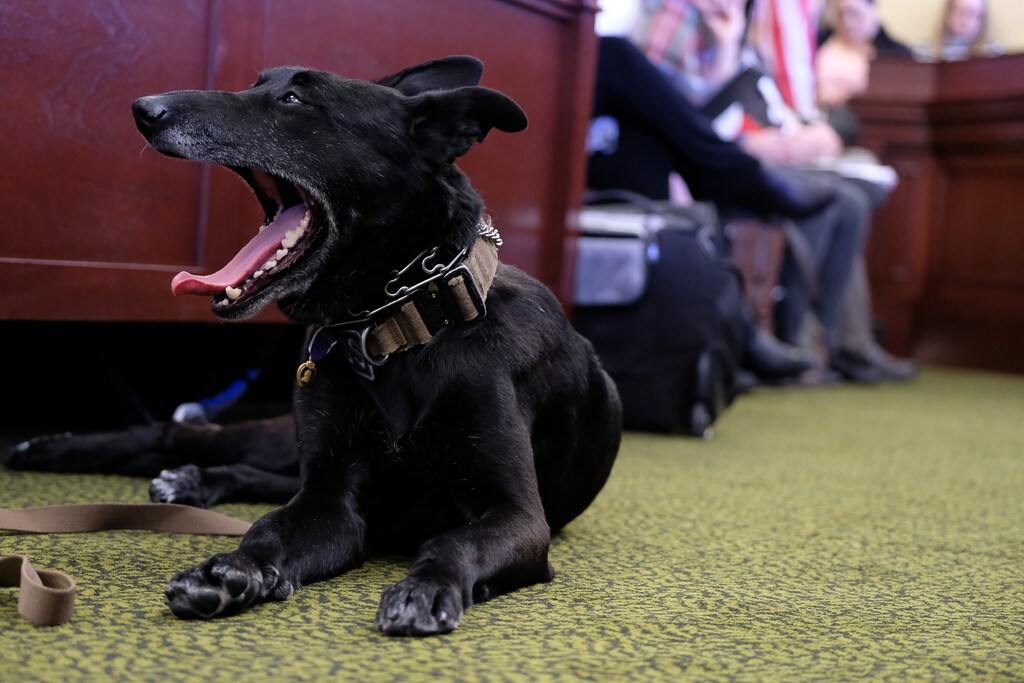 (Francisco Kjolseth  |  The Salt Lake Tribune)  Deputy Mike Graf of the Utah County Sheriffs office testifies at the Utah Capitol as his dog, Tess ,who was retired from duty last November after being shot in the face during a police call joined him nearby. Sen. Jani Iwamoto, D-Holladay, is sponsoring SB 57 which could bring stiffer penalties for killing a police dog.