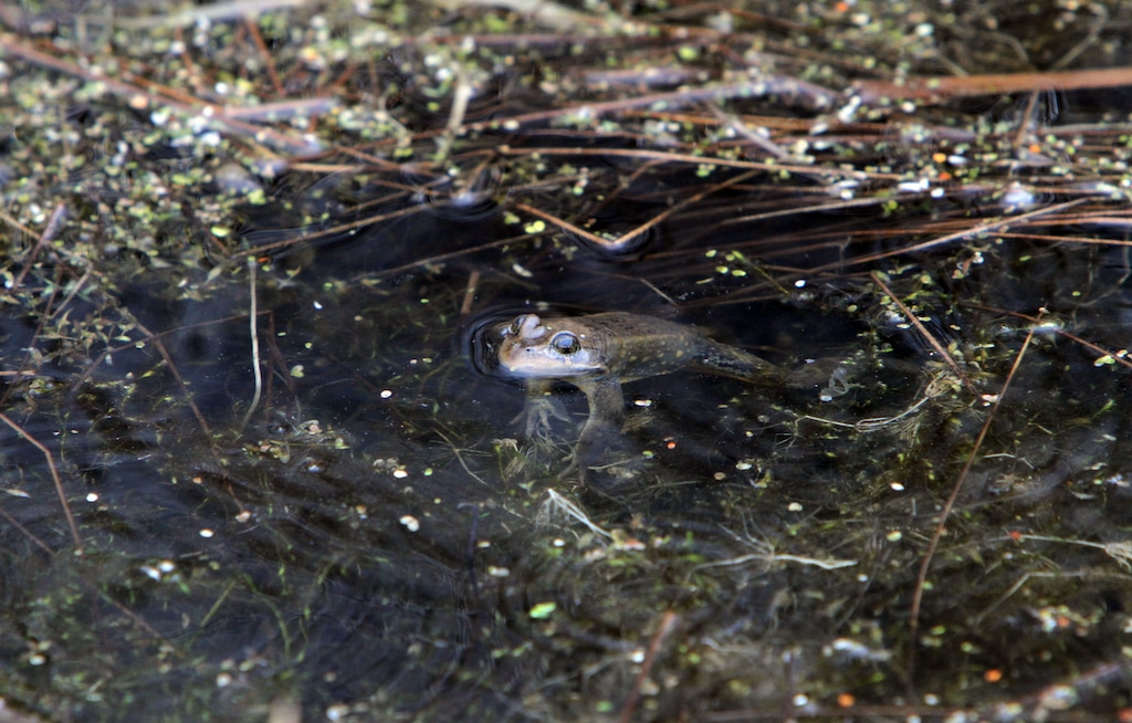 (Francisco Kjolseth | Tribune file photo) A Columbia Spotted Frog keeps its eyes above water along the Middle Provo river where they have been busy mating.