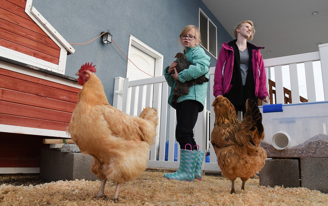 (Francisco Kjolseth  |  The Salt Lake Tribune)  Natalie Sacks says emotional support chickens have helped her daughter Skyrie, 7, left, deal with PTSD from a traumatic accident that happened when she was 4. But the Sacks family had to move from their home in Herriman because of an HOA dispute over the chickens. A Utah lawmaker is filing a bill that would make it a misdemeanor crime to lie about the need for an emotional support animal. Disability advocates are opposed to the bill, saying it could scare individuals with disabilities into remaining silent about their need for support animals.