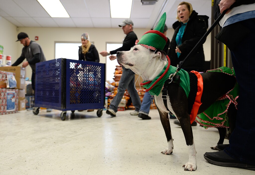 (Fransisco Kjolseth | Tribune file photo) Kandie, a therapy dog, oversees a holiday drive as volunteers and employees at Salt Lake County Animal services unload trucks of donations.