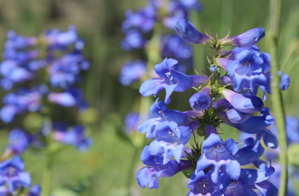 (Michael McFall  |  The Salt Lake Tribune) Wildflowers in Albion Basin at the top of Little Cottonwood Canyon.