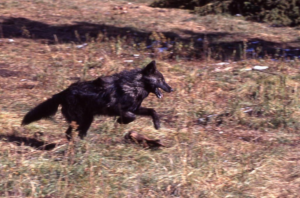 Wolf pup 21 of the Rose Creek pack in 1995. (Barry O'Neill/National Park Service)