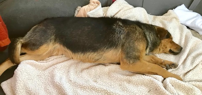 (Photo courtesy of RSQ Dogs) Bullet, a German shepherd mix, was brought into RSQ Dogs after being found shot in Hildale, Utah.