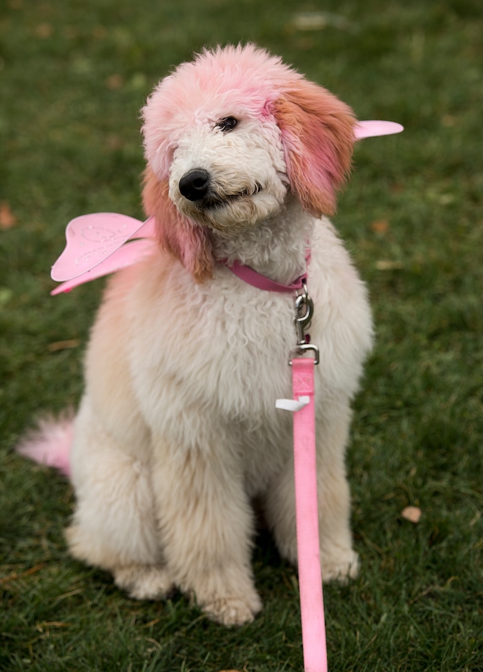 (Leah Hogsten  |  The Salt Lake Tribune)  Roz, a five-month-old standard poodle wore her graduation outfit from puppy school to the 2017 Strut Your Mutt dog walk and fundraiser to save the lives of homeless pets, October 14, 2017  at Liberty Park. Participants can choose to raise money for Best Friends or for one of hundreds of participating shelters, rescue groups and other animal welfare groups. 