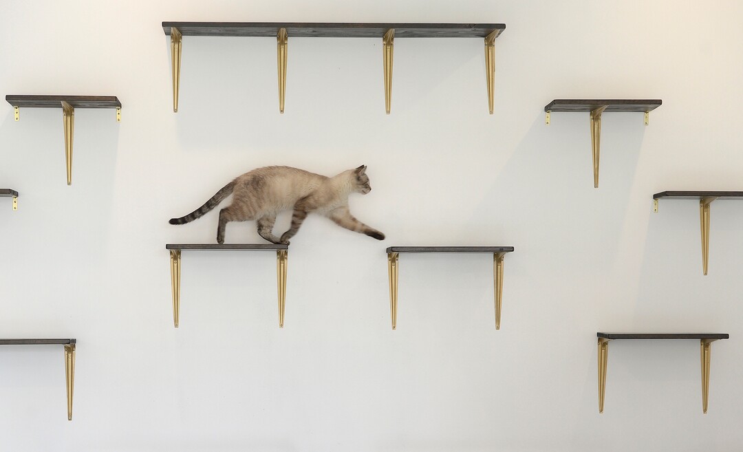 (Scott Sommerdorf   |  The Salt Lake Tribune)   An upwardly mobile cat at Tinker’s Cat Cafe on 900 South in Salt Lake City on Thursday, Nov. 2, 2017.