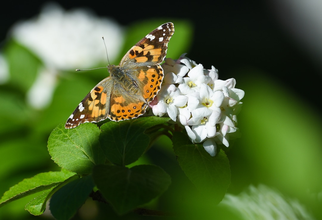 (Francisco Kjolseth  |  The Salt Lake Tribune)  People have been seeing numerous painted lady butterflies throughout Utah recently. An entomologist from the Utah museum of natural history says this is the largest migration of these butterflies since 1991.