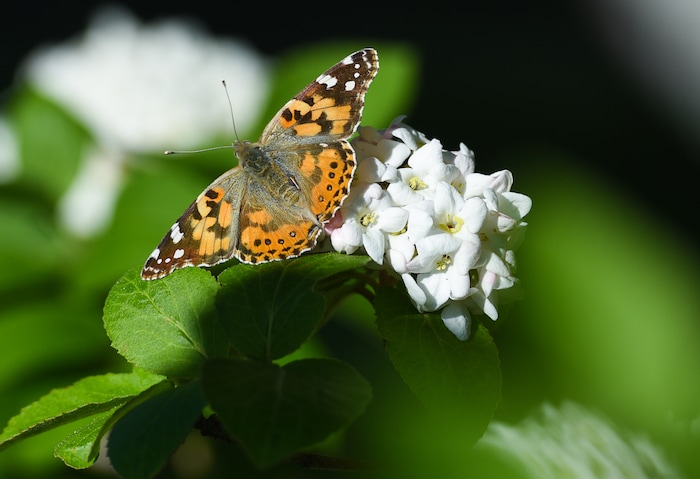 (Francisco Kjolseth | The Salt Lake Tribune) People have been seeing numerous painted lady butterflies throughout Utah recently. An entomologist from the Utah museum of natural history says this is the largest migration of these butterflies since 1991.