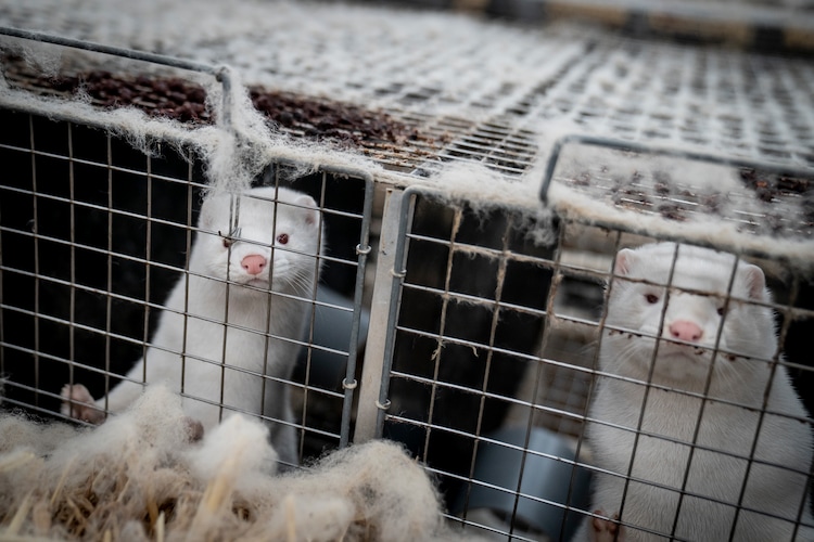 (Mads Claus Rasmussen/Ritzau Scanpix via AP) Mink look out from a pen on a farm near Naestved, Denmark, on Nov. 6, 2020. Denmark ordered the culling of all farmed mink in the country during the coronavirus pandemic.