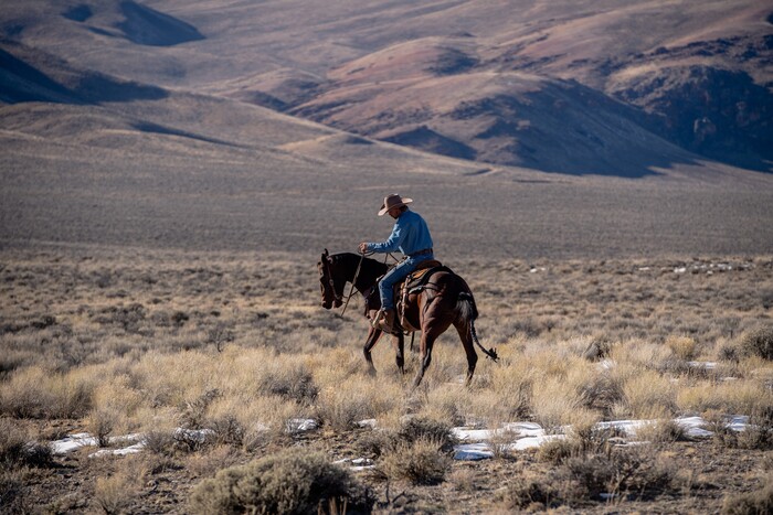 (Hilary Swift | The New York Times) A Bureau of Land Management worker helps round up wild horses in Challis, Idaho, Nov. 5, 2019. With too many animals on public lands and too many on the public's hands, the federal wild horse management program is short of money or palatable solutions.