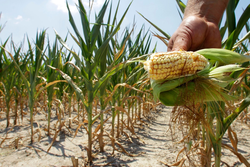 (Seth Perlman | AP file photo)  In this July 11, 2012, photo, a farmer holds a piece of his drought- and heat-stricken corn while chopping it down for feed in Nashville, Ill. Scientists have connected man-made climate change to extreme weather, including deadly heat waves, droughts and flood-inducing downpours.