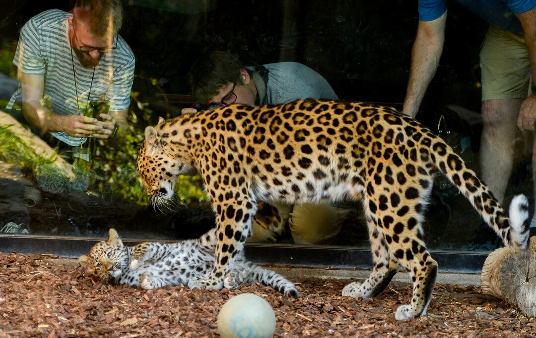 Leah Hogsten  |  The Salt Lake Tribune  Amur leopard, Jilin (JEE-lin), named after the region leopards are found in the wild plays with her mother, Zeya, in their enclosure at Hogle Zoo, Thursday, August 9, 2018.  Born May 9, Jilin weighs just over 10 lbs. and has white toes just like her brothers born last year. Experts estimate only 60 leopards remain in the wild.