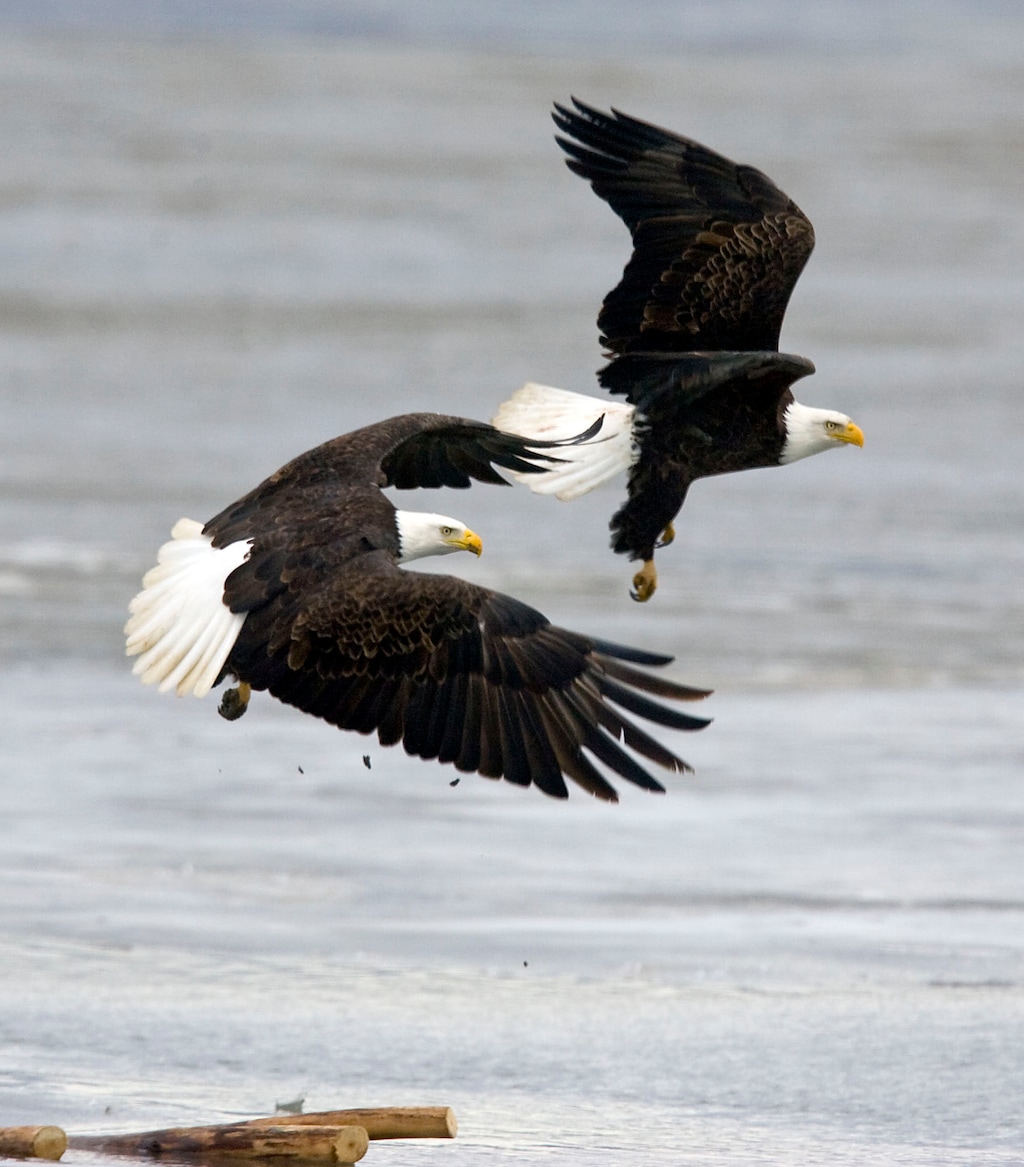 (Al Hartmann   |   Tribune file photo) Bald eagles fly over shallow water and ice while hunting for fish at Farmington Bay State Waterfowl Management Area, near the Great Salt Lake. Utah Gov. Gary Herbert on Monday declared May as Month of the Bird for avian contributions to the state's history, biodiversity, recreation and tourism.