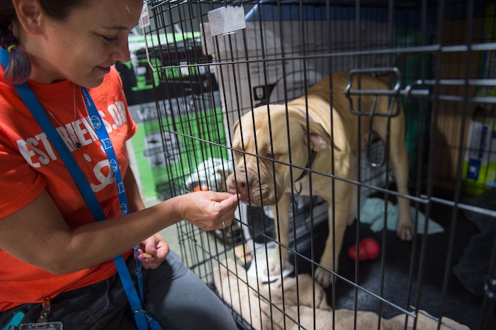 (Rachel Molenda | The Salt Lake Tribune) Jeanna Buskirk, a vet tech from Fort Mohave, Ariz., feeds treats to a dog at Best Friends Animal Society's shelter in Conroe, Texas, on Wednesday, Sept. 6, 2017.