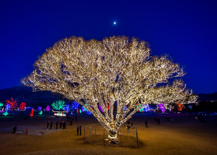 (Rick Egan | The Salt Lake Tribune) The largest willow tree at Draper City Park glows with more than1,000 strands of lights, creating what they call The Tree of Life on Thursday, Dec. 24, 2020.