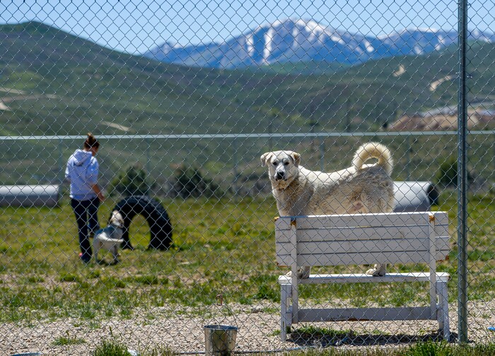 (Leah Hogsten  |  The Salt Lake Tribune) An Nuzzles & Co adoption specialist plays in the yard with Turtle while Ellie, a Great Pyrenees, stands guard. Salt Lake City car seller Mark Miller Subaru has contributed an estimated $120,000 and 2,000 service hours to Nuzzles & Co, a no-kill nonprofit in Peoa. The car dealer is one of the first Utah businesses to adopt a new state Benefit LLC legal status, balancing doing social good with making profits.