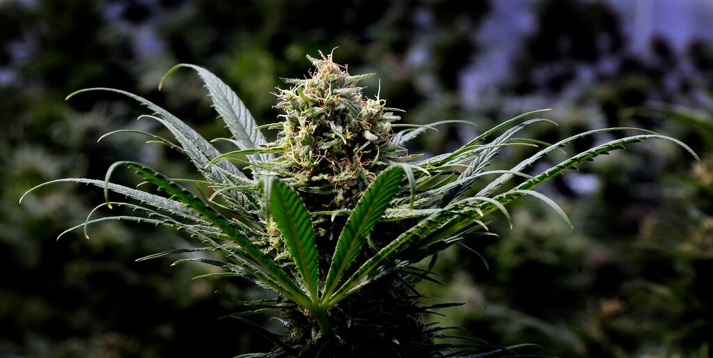 A marijuana plant is shown at a commercial grow in Springfield, Ore., May 24, 2018. (AP Photo/Don Ryan)