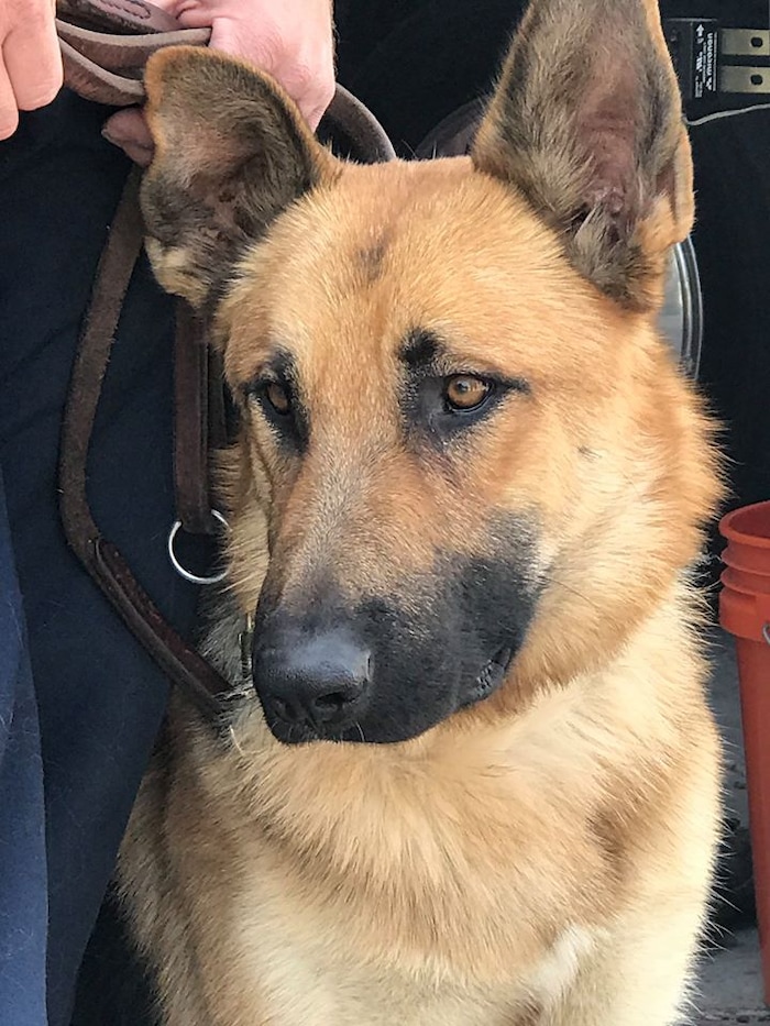 (Photo courtesy of Draper City Fire Department) A Utah firefighter whose department is still reeling from the death of one of their own during California’s largest wildfire is starting a new chapter with a dog he found near the same fire.