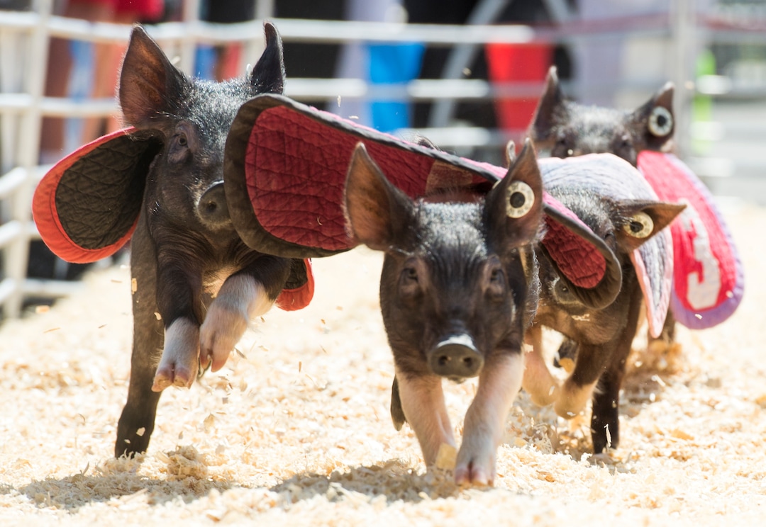 (Rick Egan  |  The Salt Lake Tribune)      Pigs named Jennifer Lopigs, Brittney Spareribs, Kim Kardashiham, and Christina Hogulara sprint around a 150 foot track for a nn Oreo Cookie, in the Swifty Swine Race, on opening day of the Utah State Fair, Thursday, Sept. 6, 2018.
