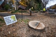 (Francisco Kjolseth  | The Salt Lake Tribune) Despite months of community pushback, crews begin removing the century-old ash trees along Canyon Road in Logan for a waterline project on Monday, Nov. 17, 2025.