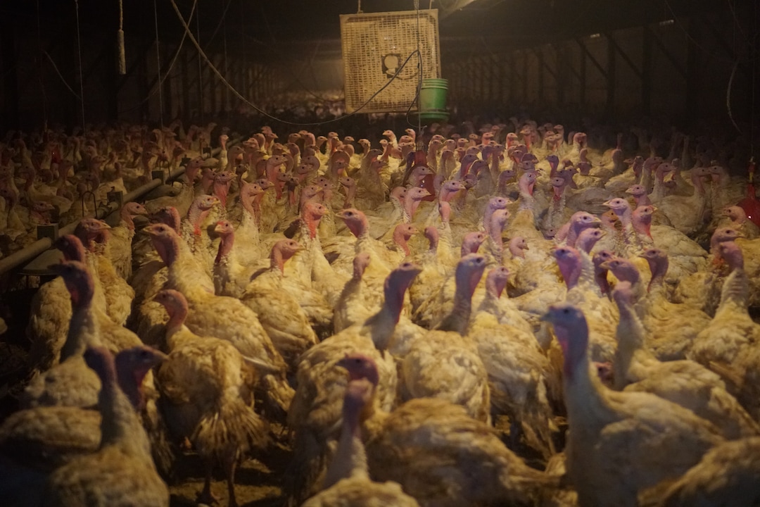 (Courtesy Wayne Hsiung)  Turkeys are seen at a Norbest farm near Moroni, Utah. The photos were taken by activists from Direct Action Everywhere.