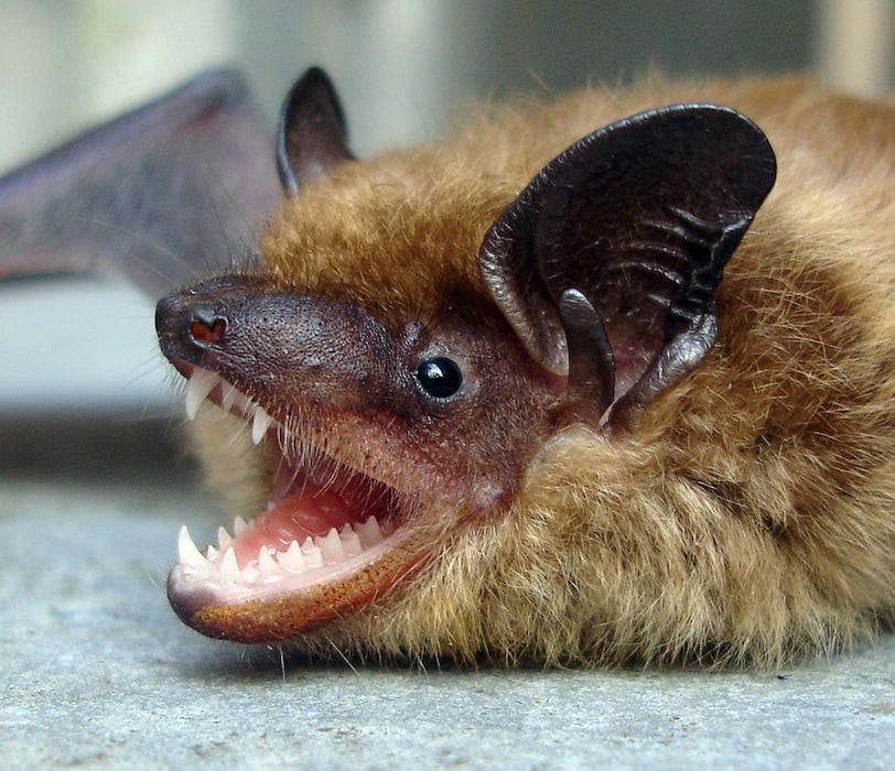 (Utah Division of Wildlife Resources) A bat in Salt Lake City tested positive for rabies this week, Salt Lake County Health Department officials announced on Thursday, June 1, 2023.