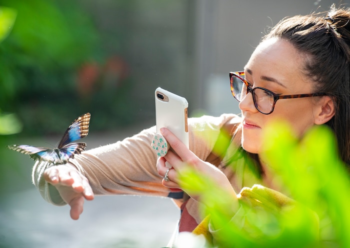(Rick Egan  |  The Salt Lake Tribune)     
Lynnsey Steel takes a photo of a butterfly  at the Butterfly Biosphere at Thanksgiving Point’s Water Tower Plaza in Lehi. Tuesday, Jan. 22, 2019.  The New Butterfly Biosphere is home to more than a thousand butterflies from around the world. 