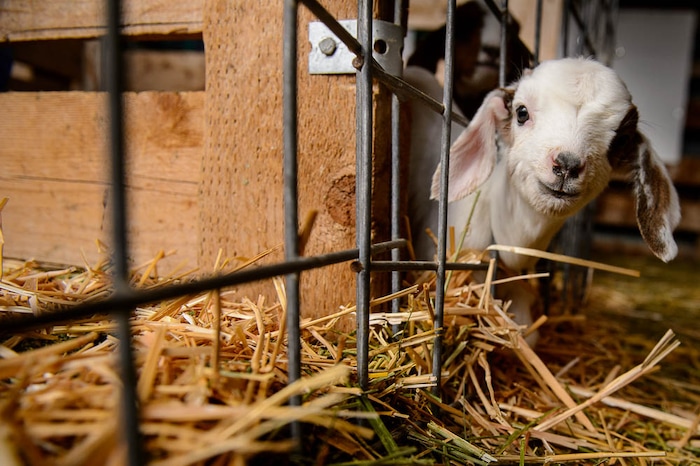 (Trent Nelson | The Salt Lake Tribune)
A new kid a the East African Refugee Goat Project, Saturday March 24, 2018.