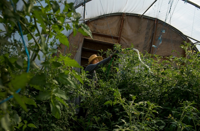 (Leah Hogsten  |  The Salt Lake Tribune) Osteopathic family physician Dr. Rosann Volmert, who also is co-owner of Mesa Farm and girlfriend of Randy Ramsley, waters the hot house tomato plants. Mesa Farm sells a variety of goats milk cheeses and yogurt at the farm's storefront on Highway 24, east of Capitol Reef and at Tony Caputo's in Salt Lake City. 