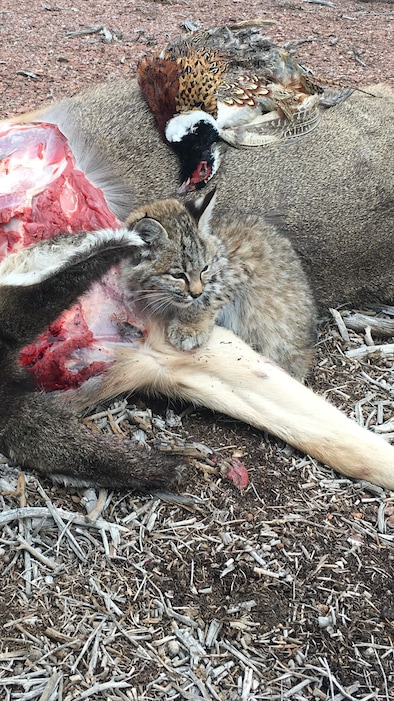 (Photo courtesy of Josh Carver, Utah Division of Wildlife Resources) This young bobcat, dubbed Mr. Murderbritches, became an internet star after a Utah conservation officer released it after it was caught killing a chicken in Kanarraville. Officer Josh Carver photographed it in Iron County as it dined on roadkill deer after its second release on Nov. 27, 2018.